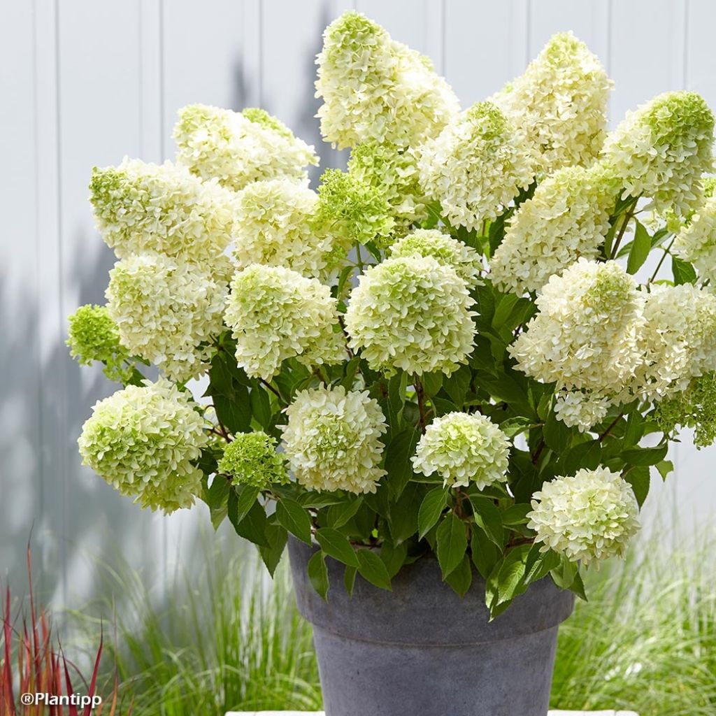 Hortensia - Hydrangea paniculata Skyfall