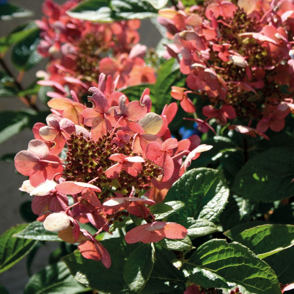 Hydrangea paniculata Sparkling