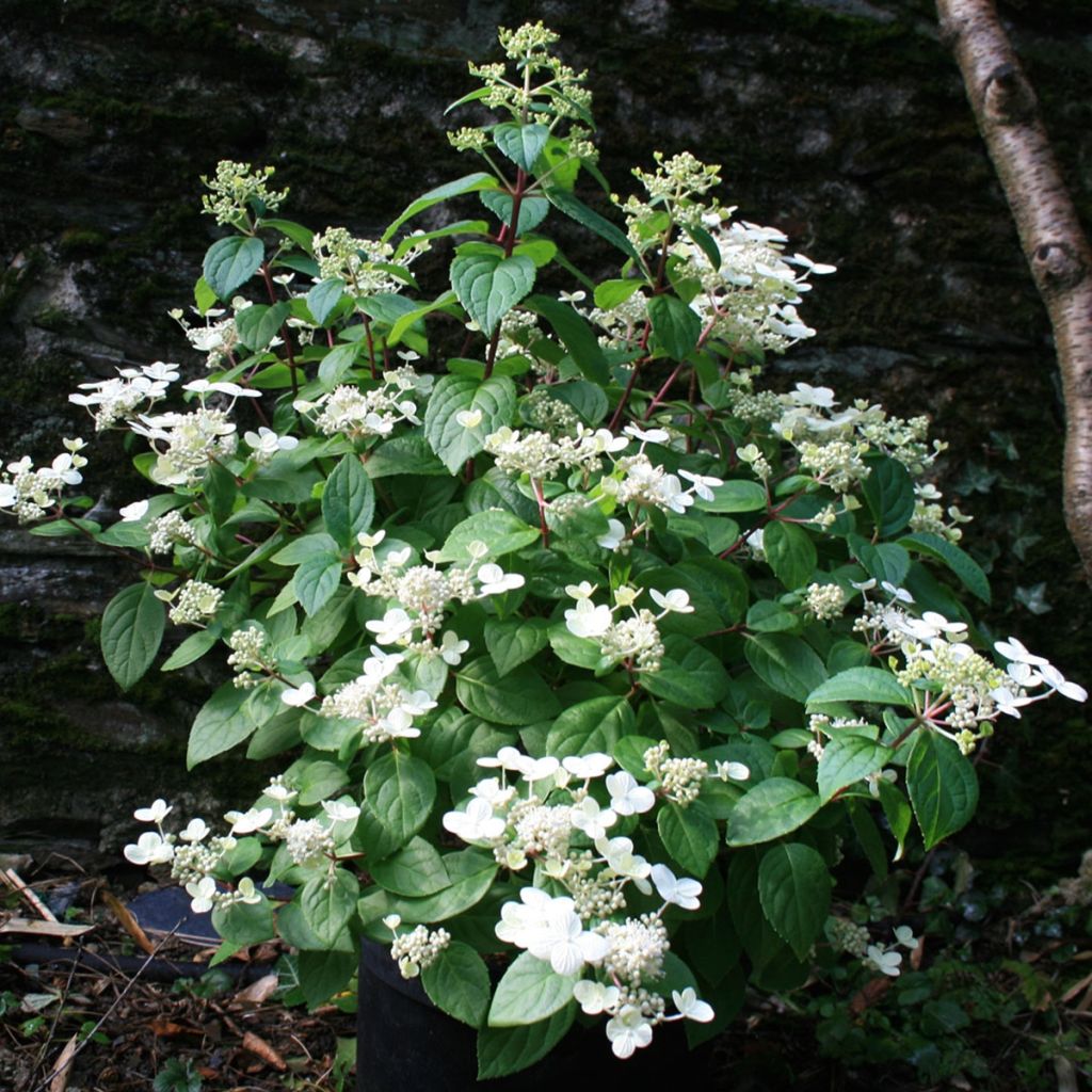 Hydrangea paniculata Sparkling
