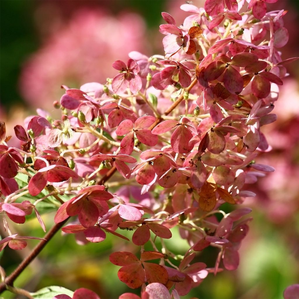 Hydrangea paniculata Sparkling