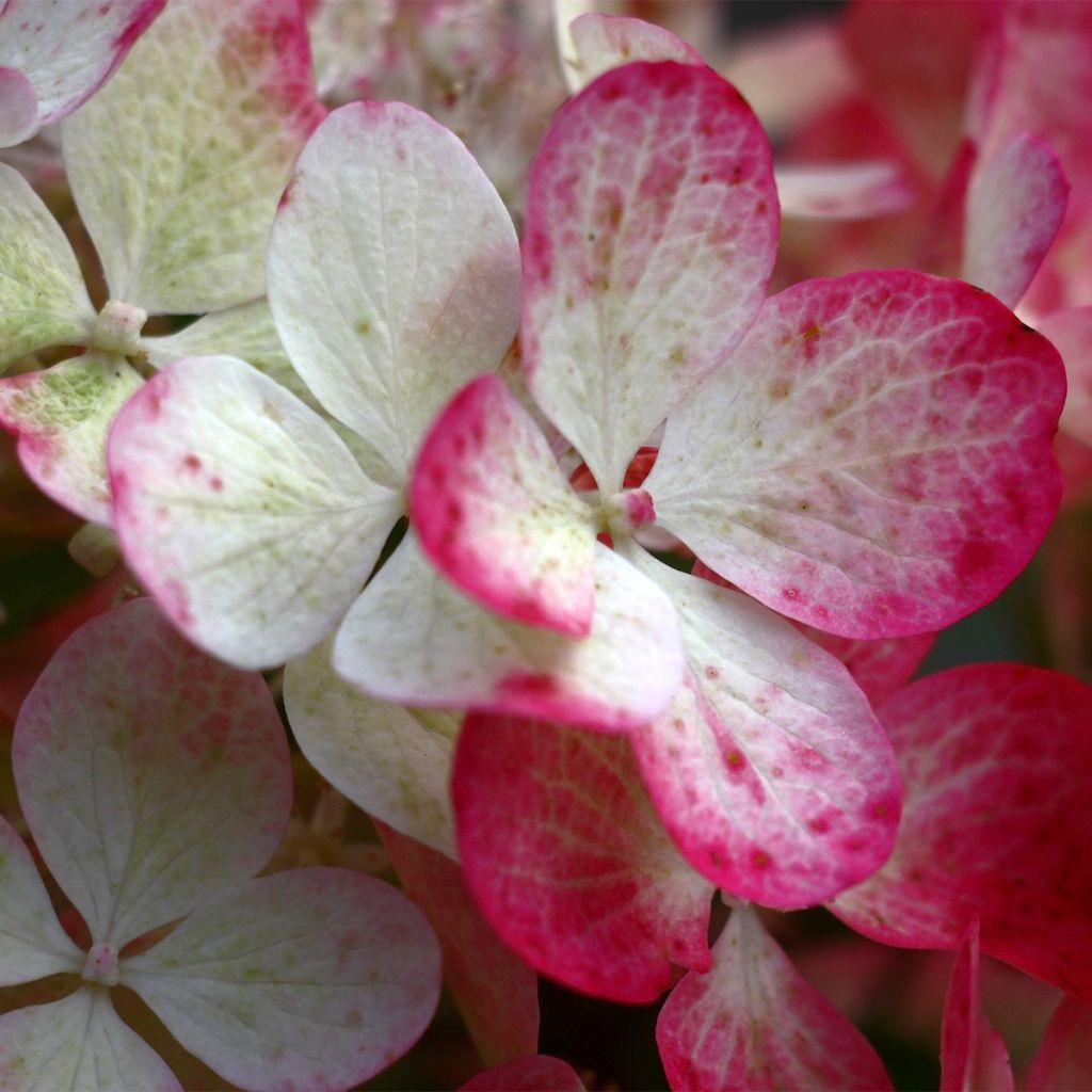 Hydrangea paniculata Sparkling