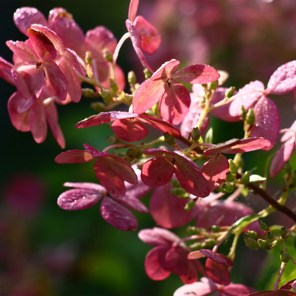 Hydrangea paniculata Sparkling