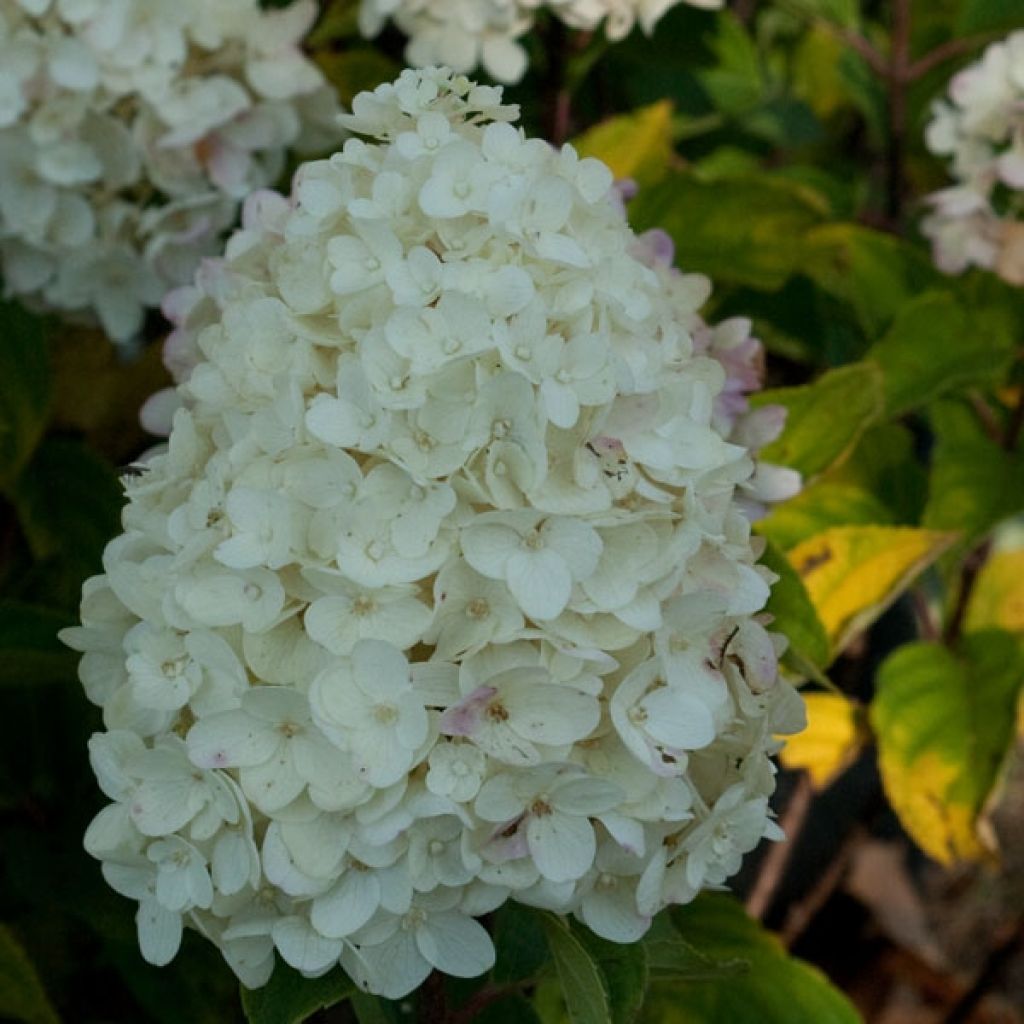 Hydrangea paniculata Silver Dollar