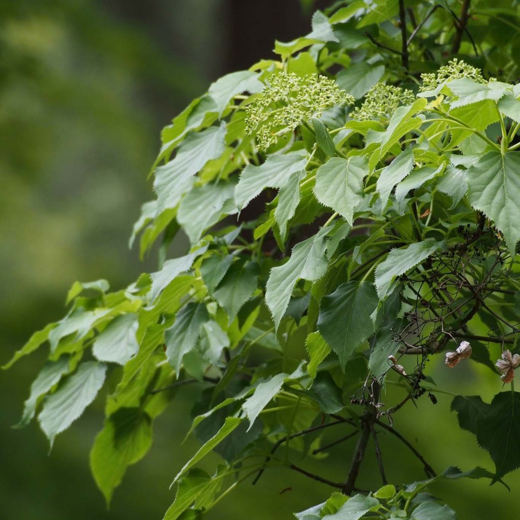 Hydrangea petiolaris Flying Saucer - Hortensia grimpant