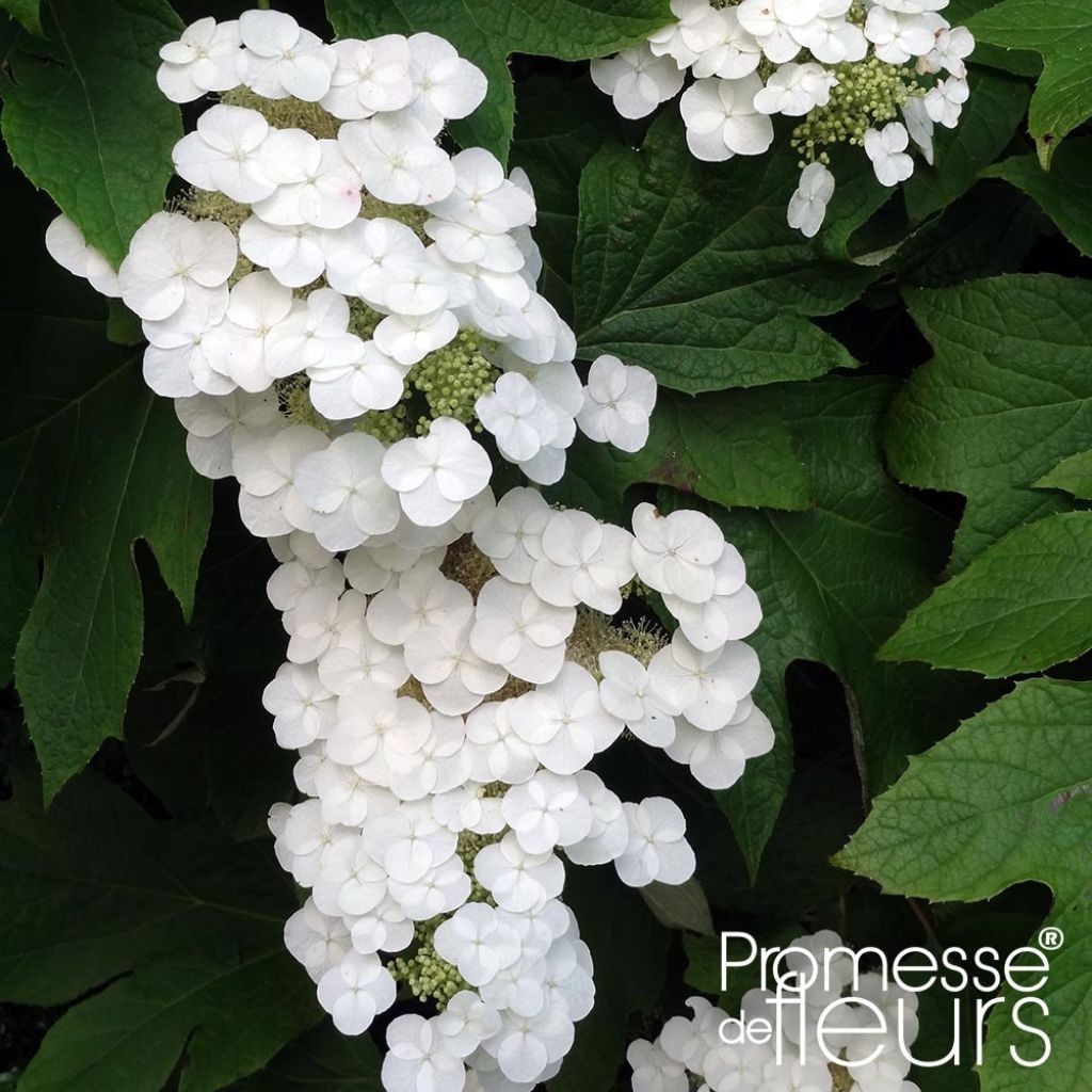 Hortensia à feuilles de chêne Alice - Hydrangea quercifolia 