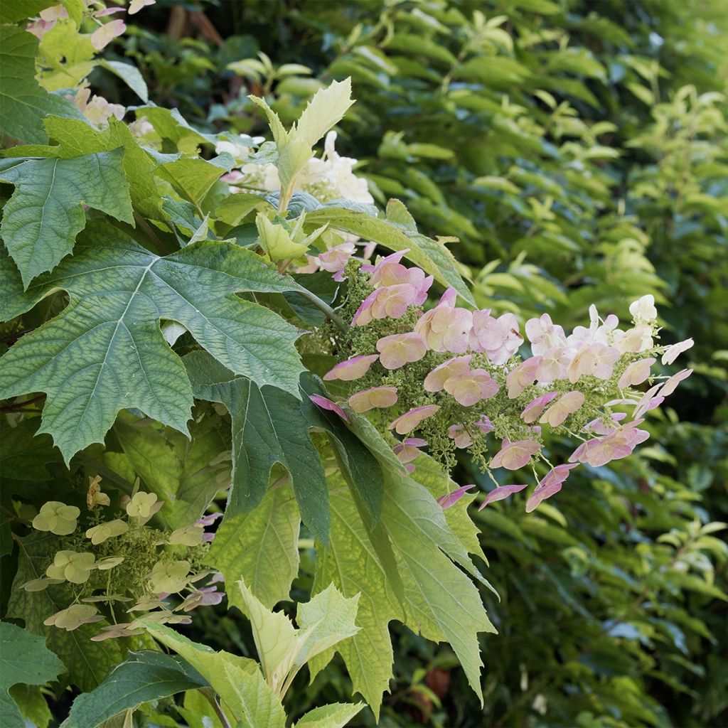 Hortensia à feuilles de chêne - Hydrangea quercifolia Burgundy