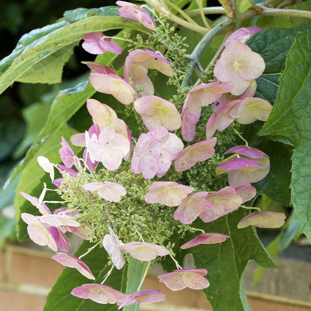 Hortensia à feuilles de chêne - Hydrangea quercifolia Burgundy