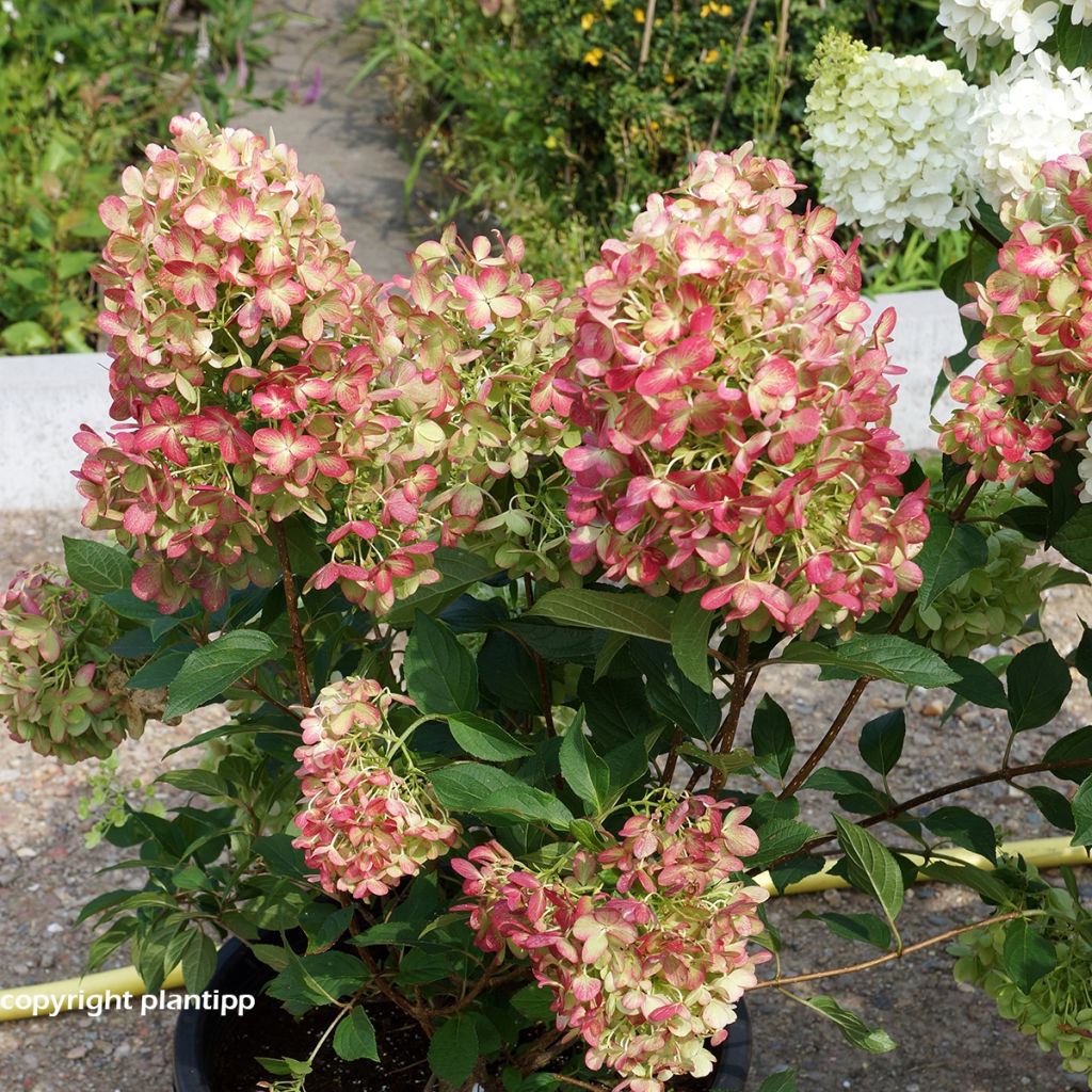 Hortensia - Hydrangea paniculata Graffiti 