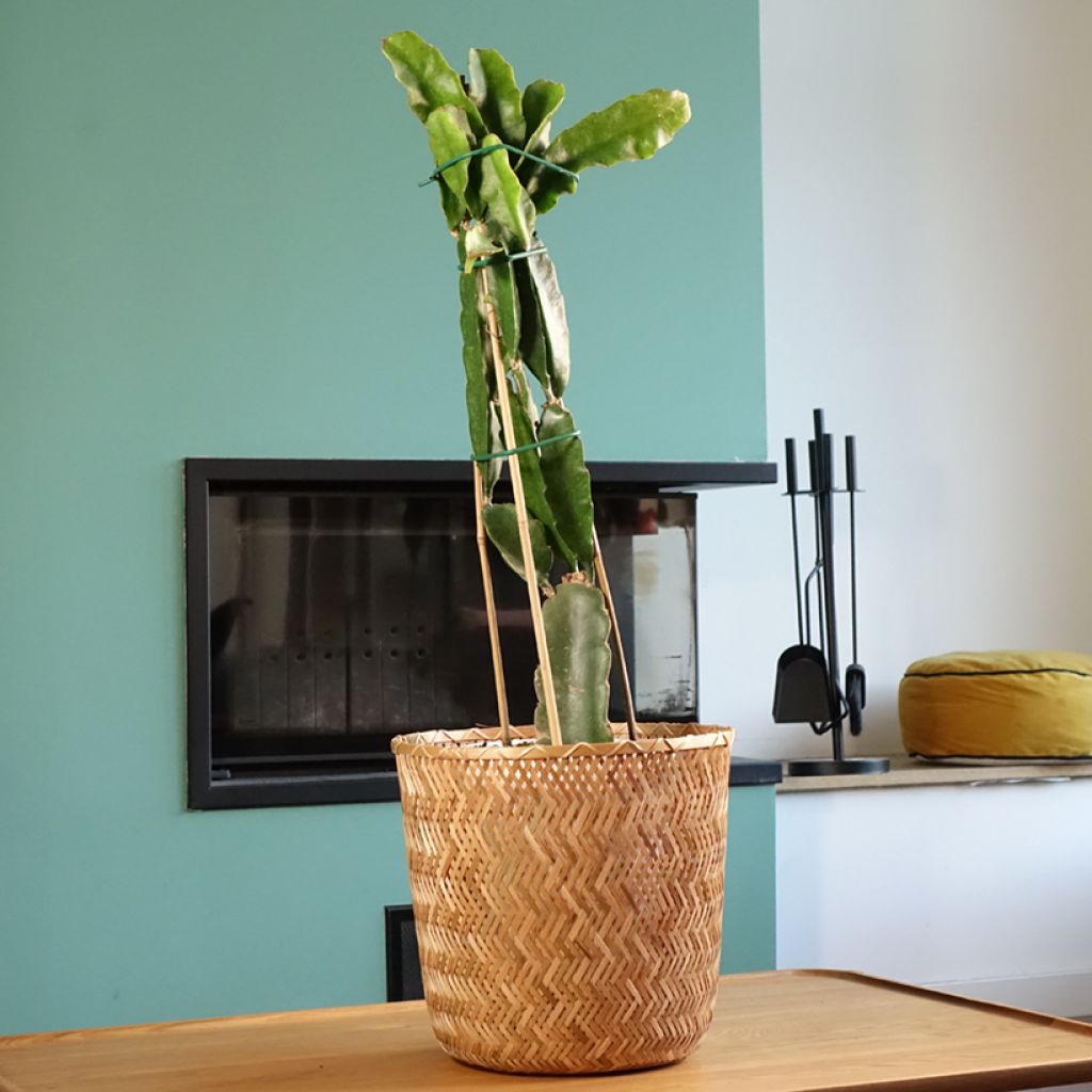 Hylocereus undatus