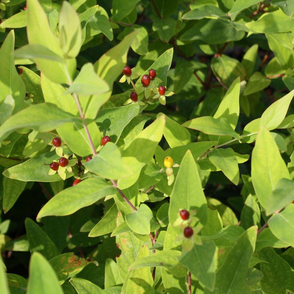 Millepertuis Elstead - Hypericum inodorum