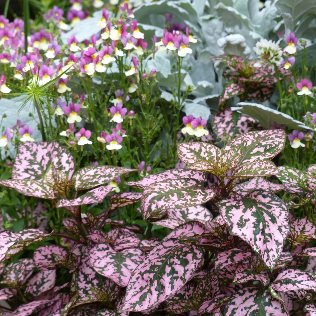 Hypoestes Hippo Pink Mini-mottes