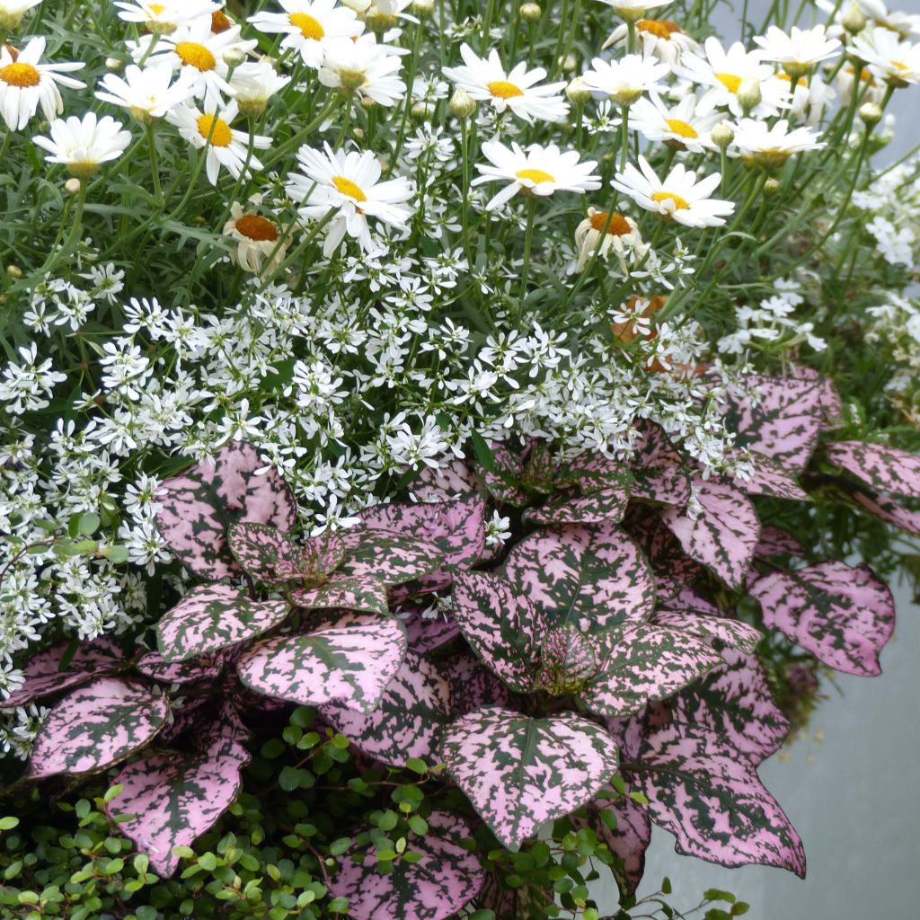 Hypoestes Hippo Pink Mini-mottes