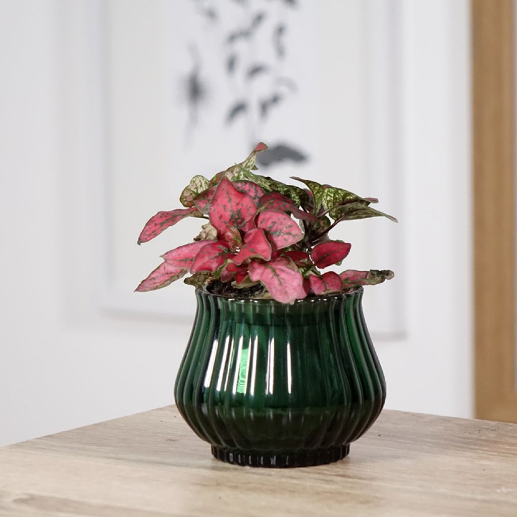 Hypoestes phyllostachya Red - Polka dot plant