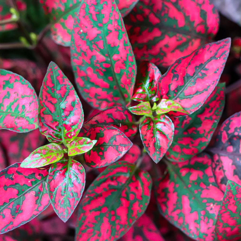 Hypoestes phyllostachya Red - Polka dot plant