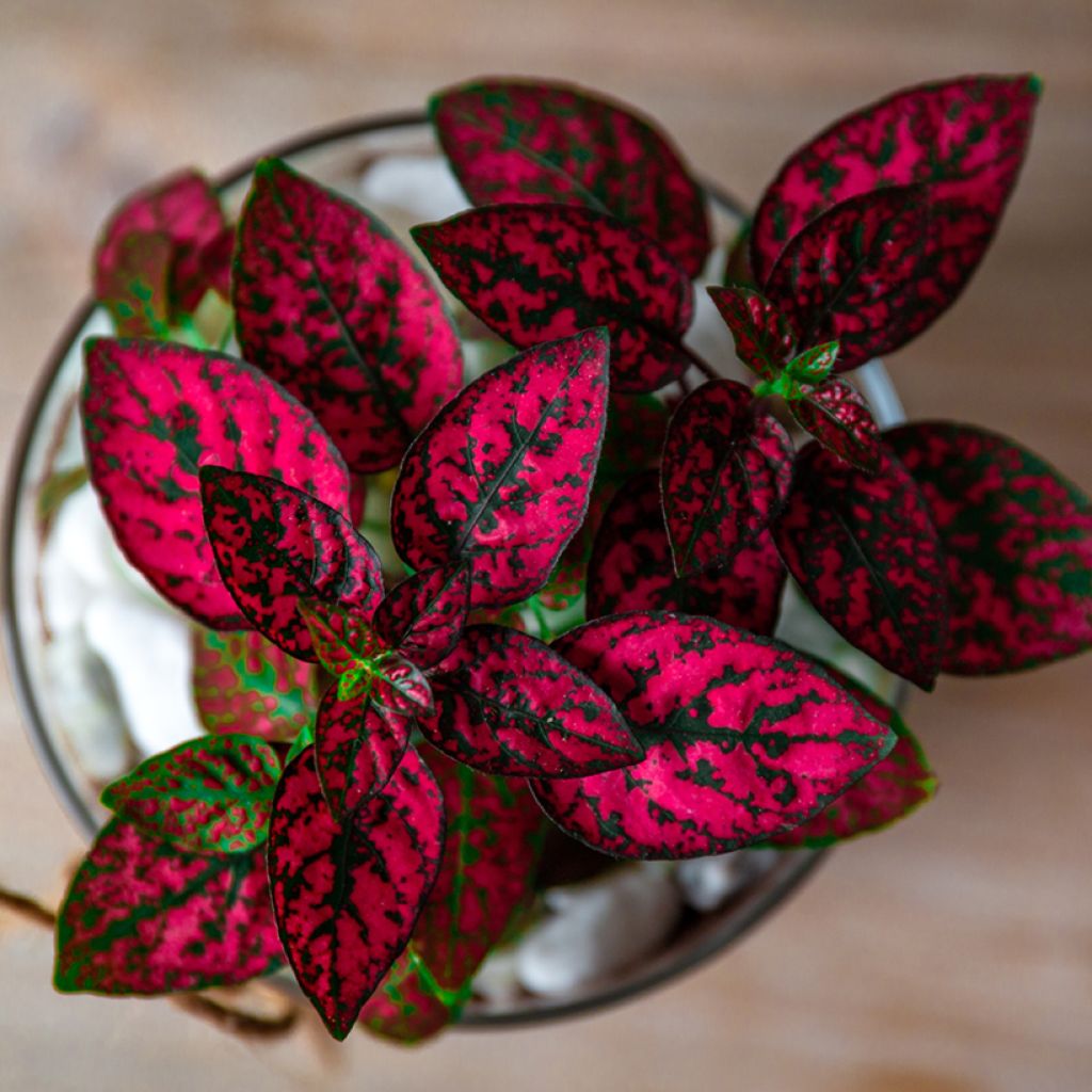Hypoestes phyllostachya Red - Polka dot plant