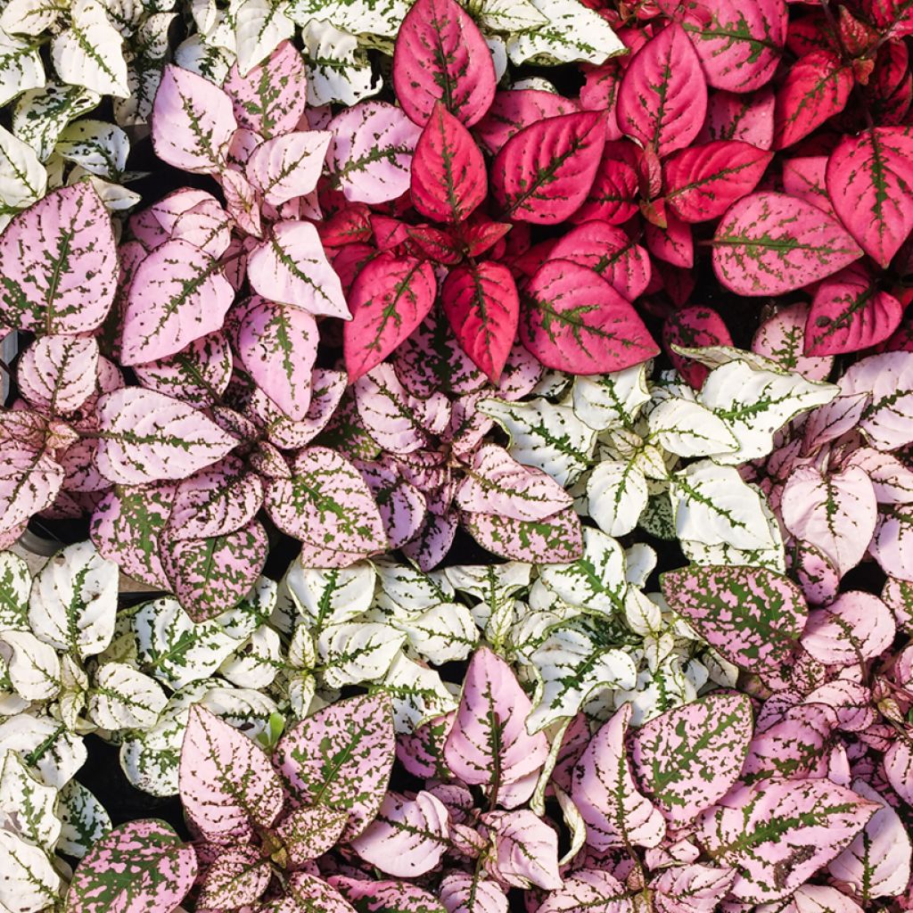 Hypoestes phyllostachya Red - Polka dot plant