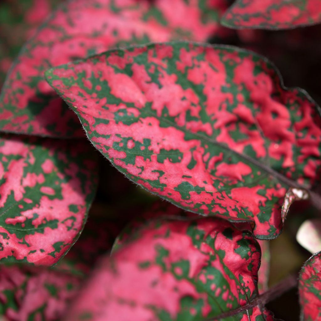 Hypoestes phyllostachya Red - Polka dot plant