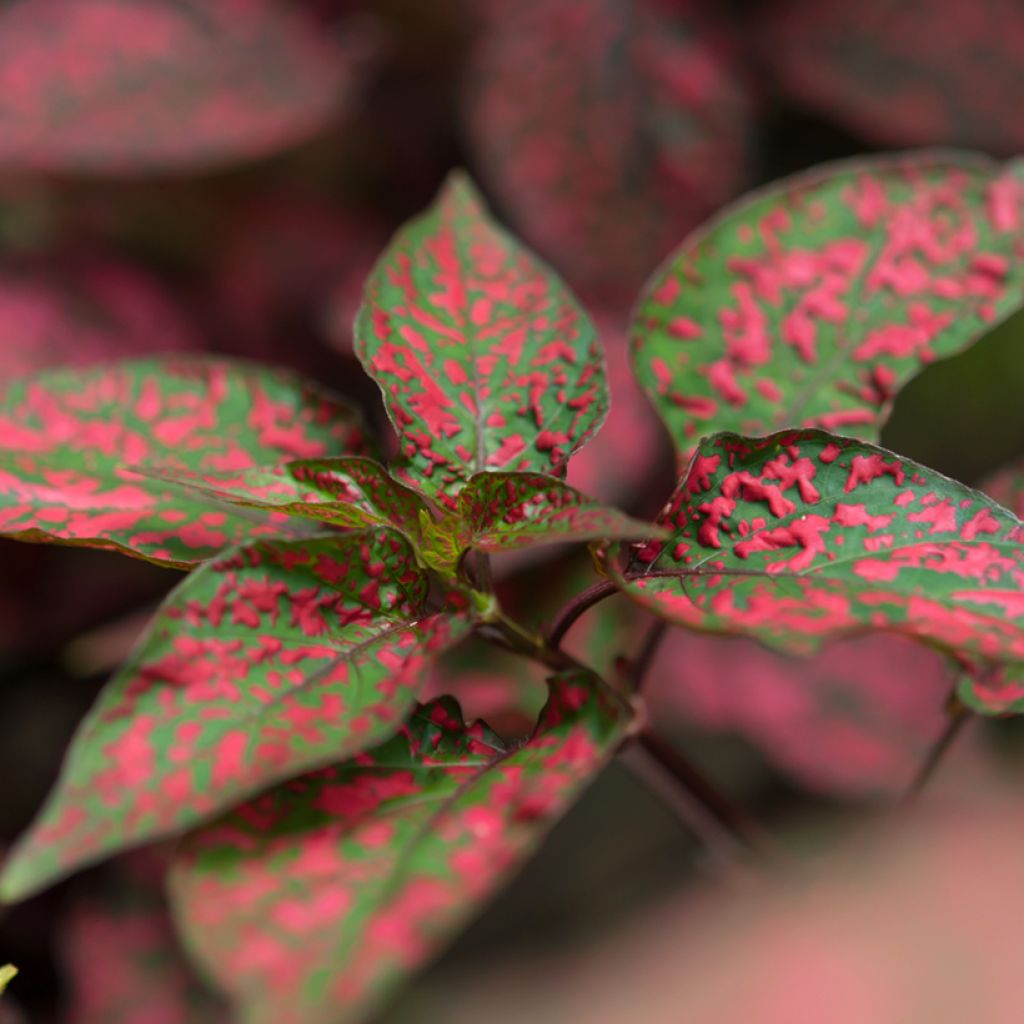 Hypoestes phyllostachya Red - Polka dot plant