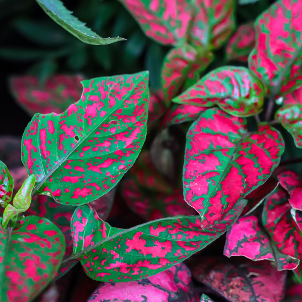 Hypoestes phyllostachya Red - Polka dot plant