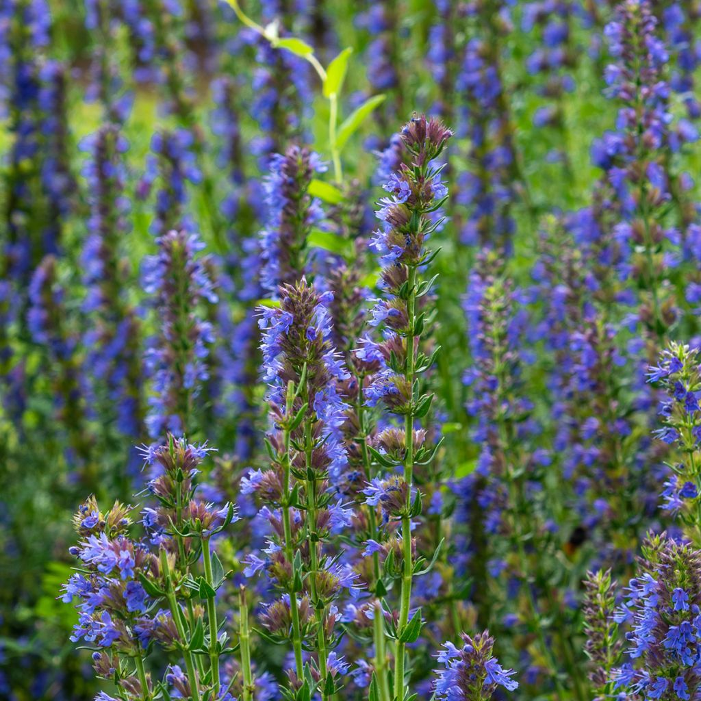 Hyssopus officinalis