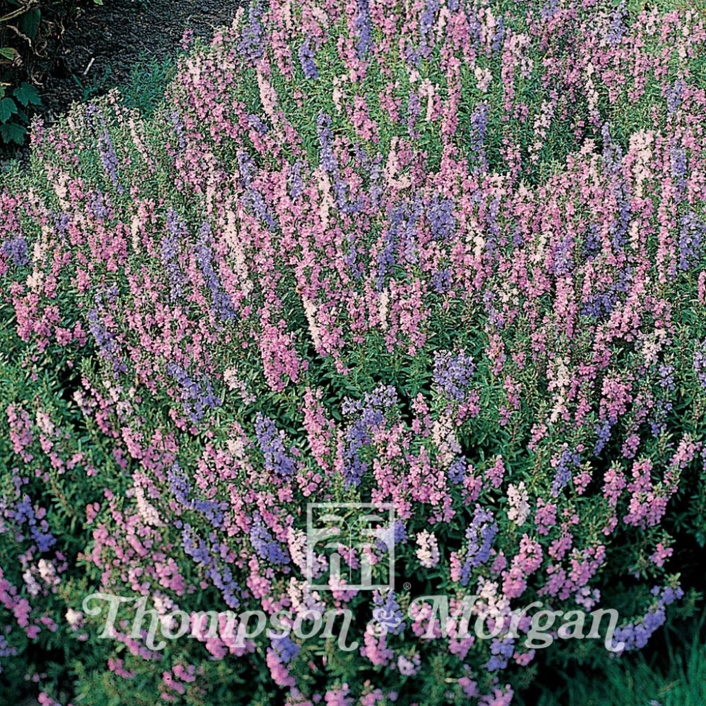 Hyssop Tricolour Mixed seeds - Hyssopus officinalis