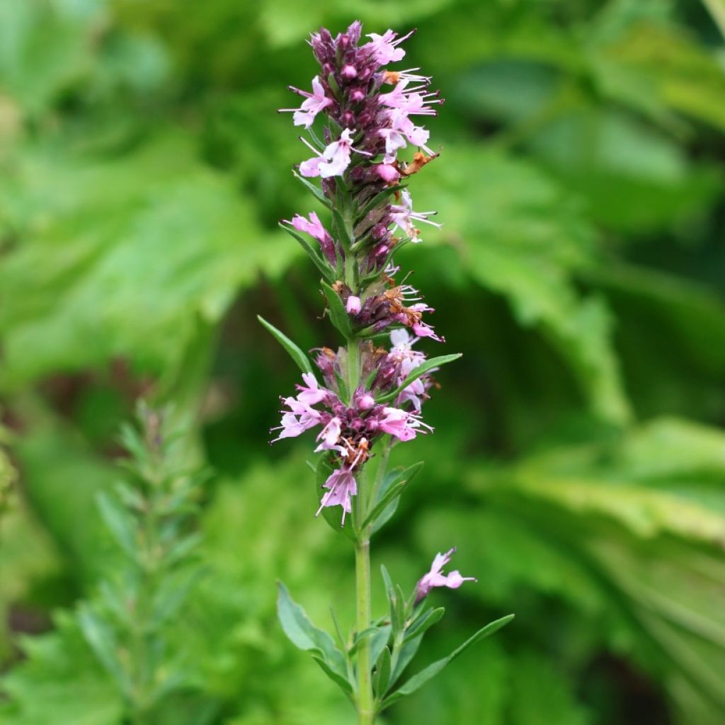 Hyssopus officinalis Roseus