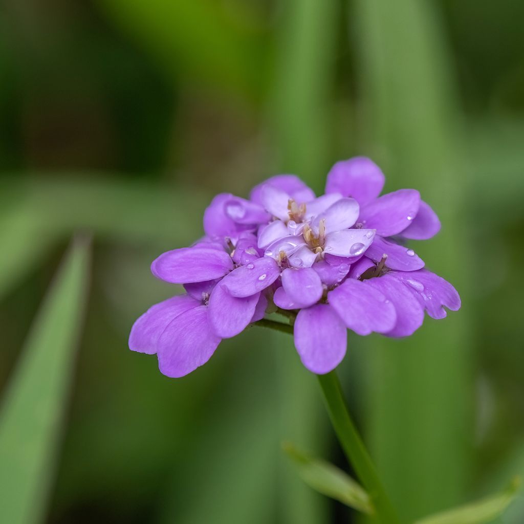 Iberis Absolutely Amethyst