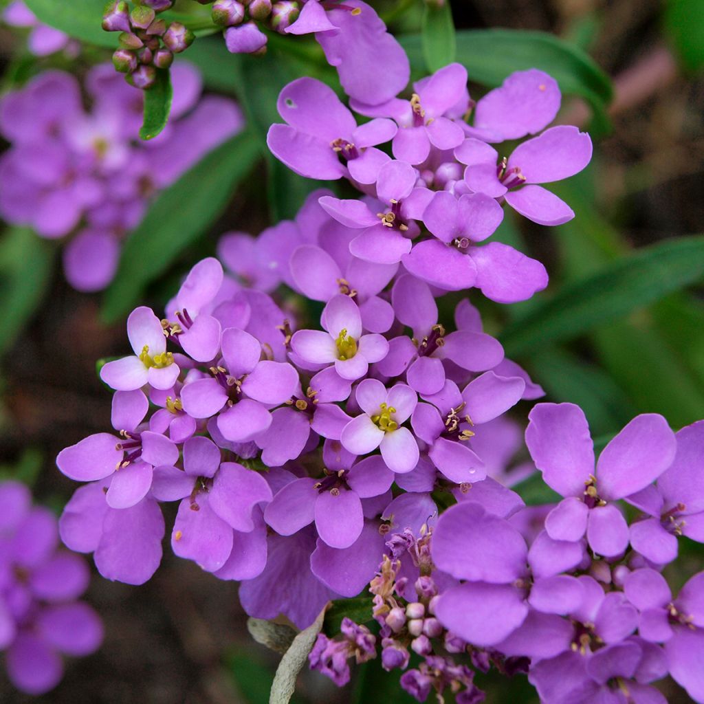 Iberis Absolutely Amethyst