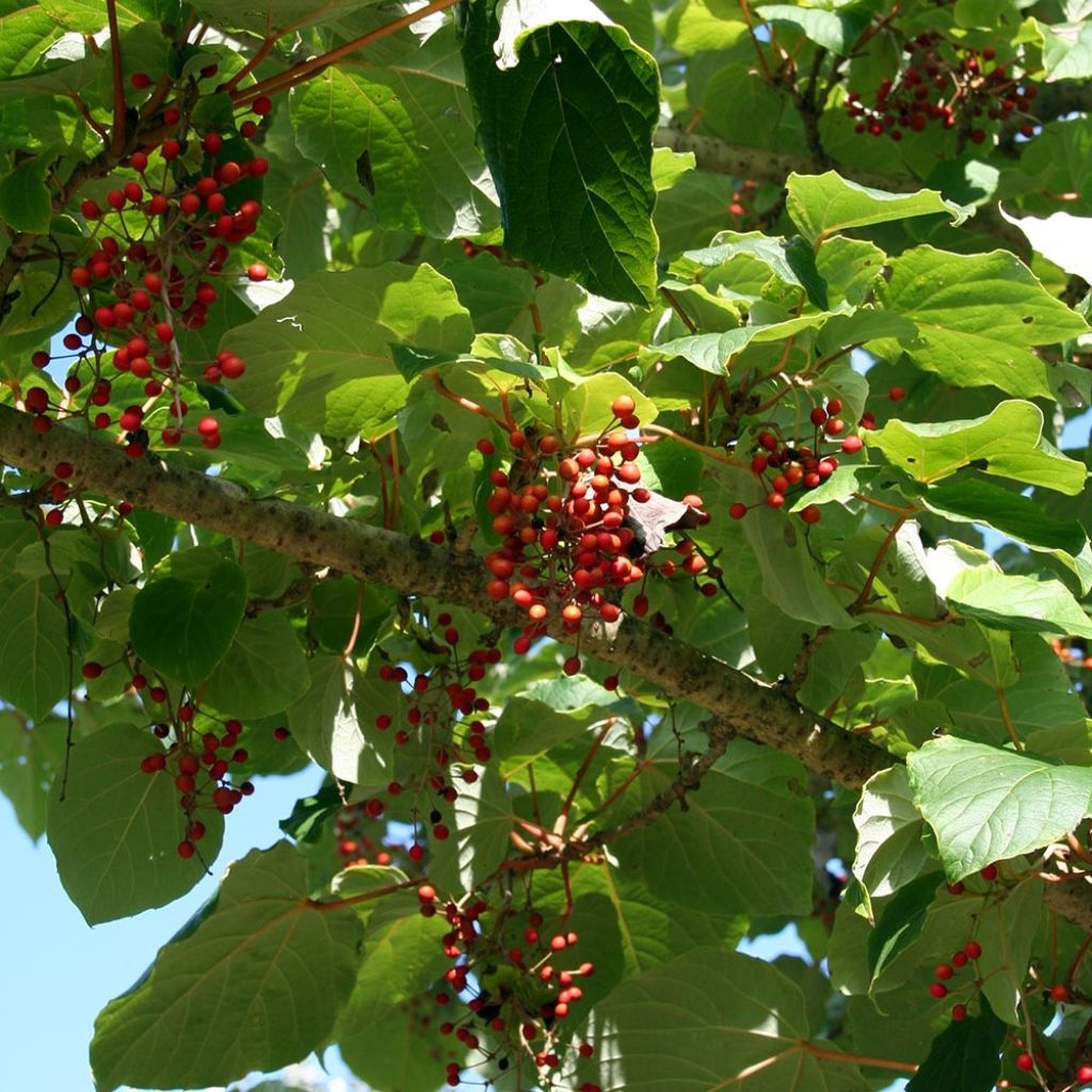 Idesia polycarpa vestita