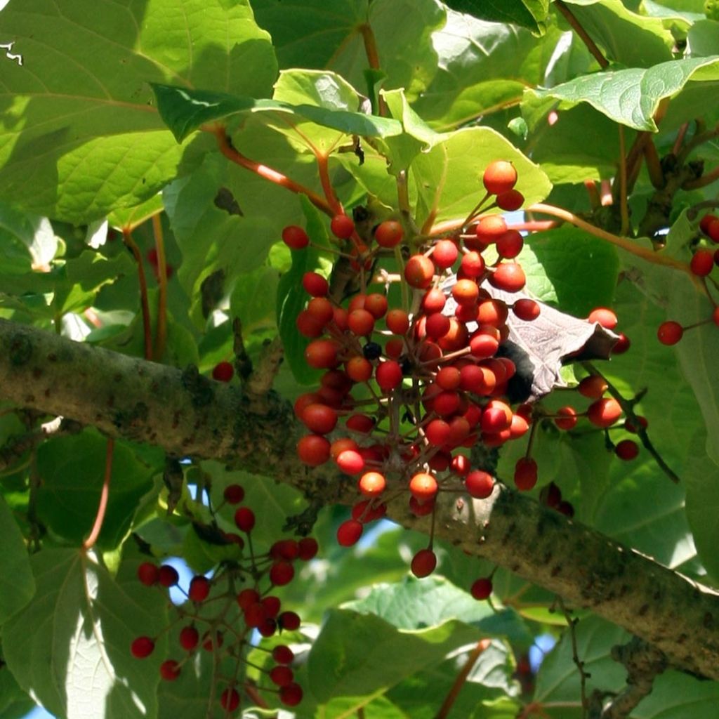 Idesia polycarpa vestita