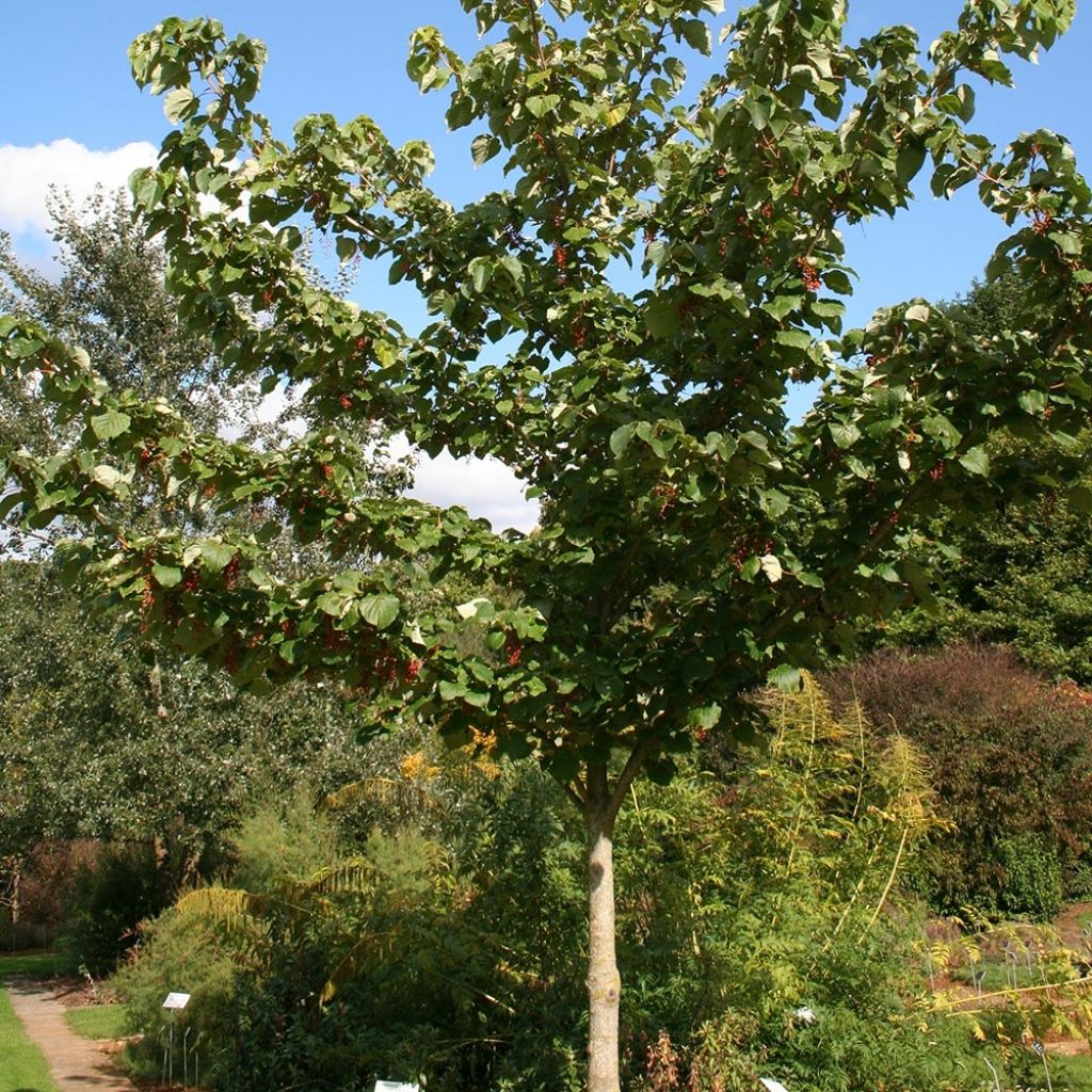 Idesia polycarpa vestita