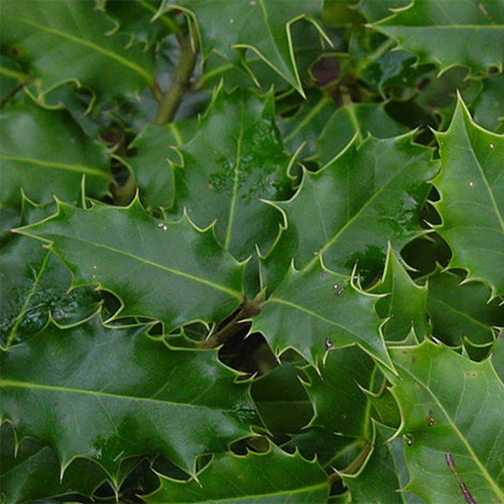 Ilex aquifolium - Common Holly