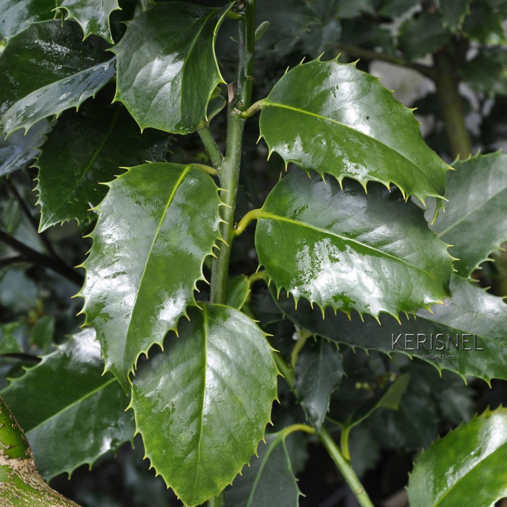 Houx à feuilles de châtaignier - Ilex x koehneana Castaenifolia