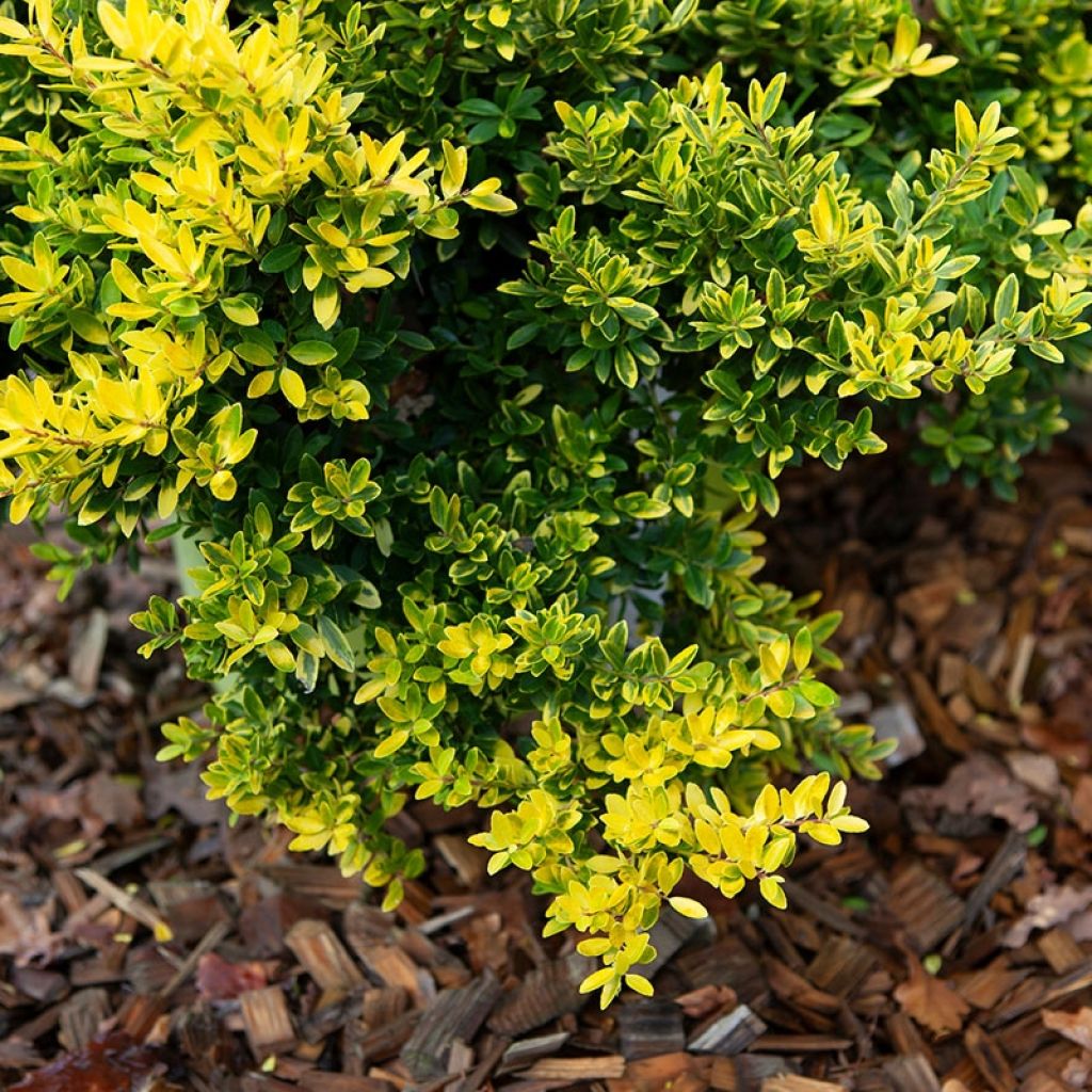 Ilex crenata Lingold 'Adorne' - Houx crénelé