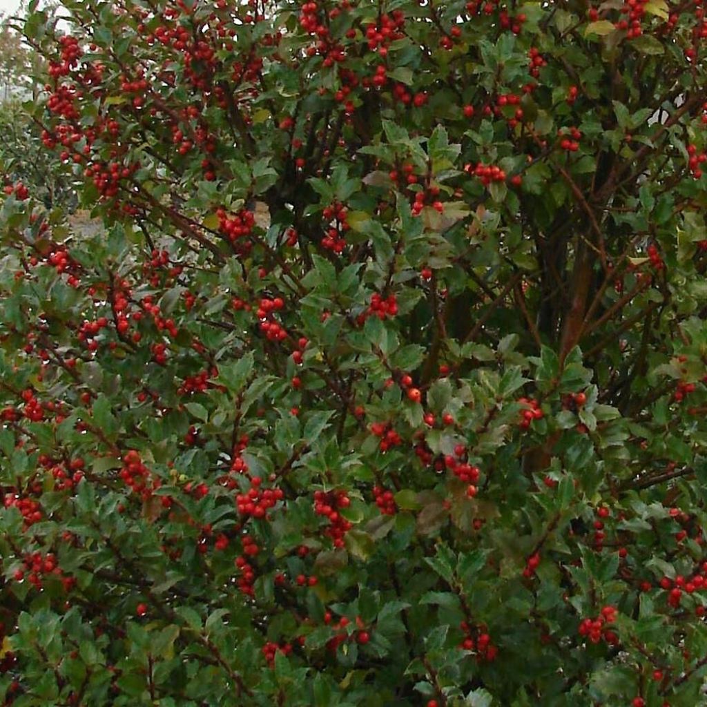 Ilex meserveae Hecken Star - Blue Holly