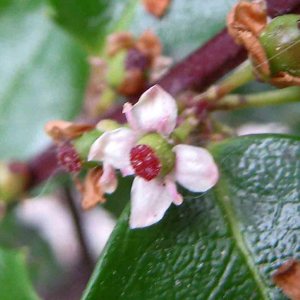 Ilex meserveae Hecken Star - Blue Holly