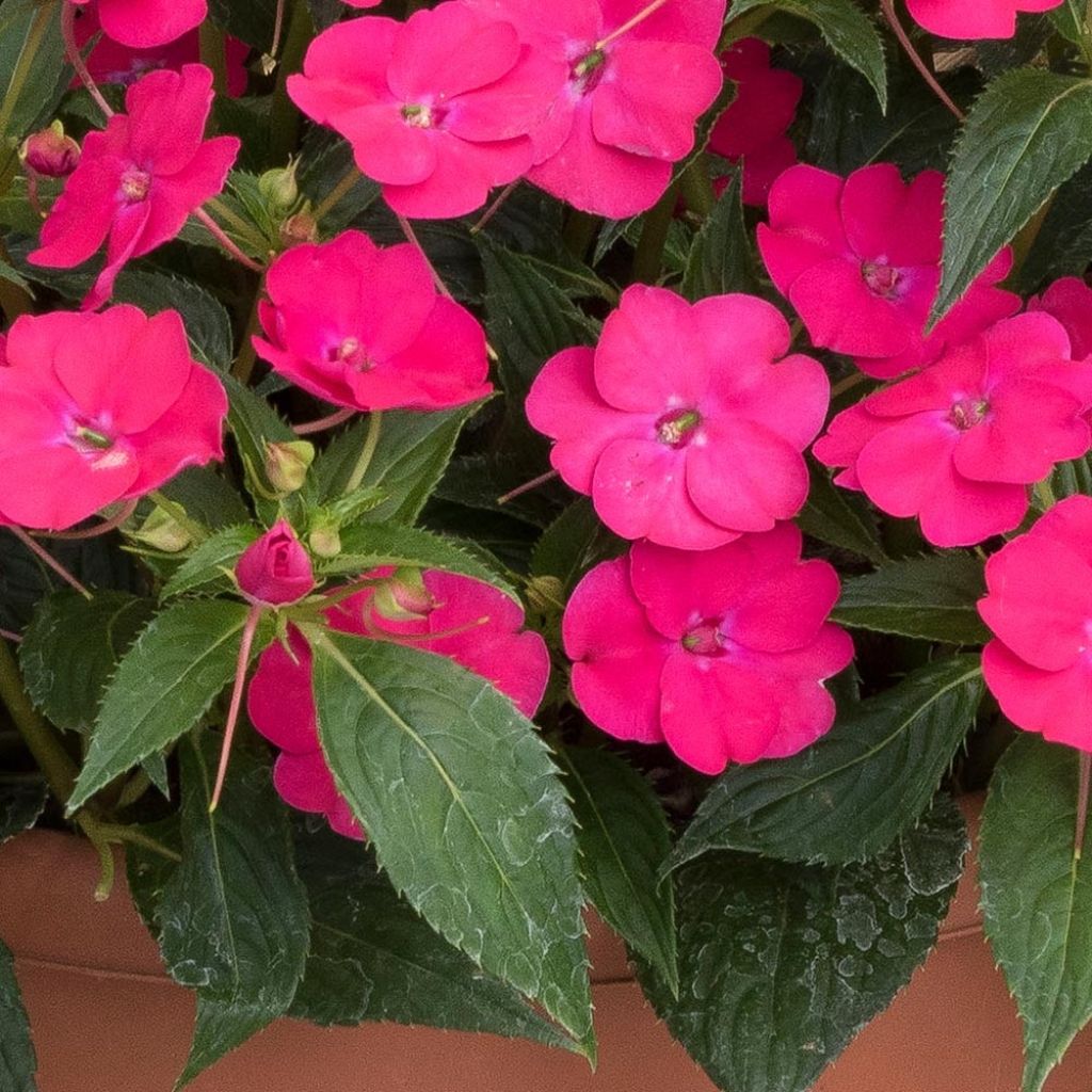 Impatiens Sunpatiens Vigorous Rose Pink Mini-mottes