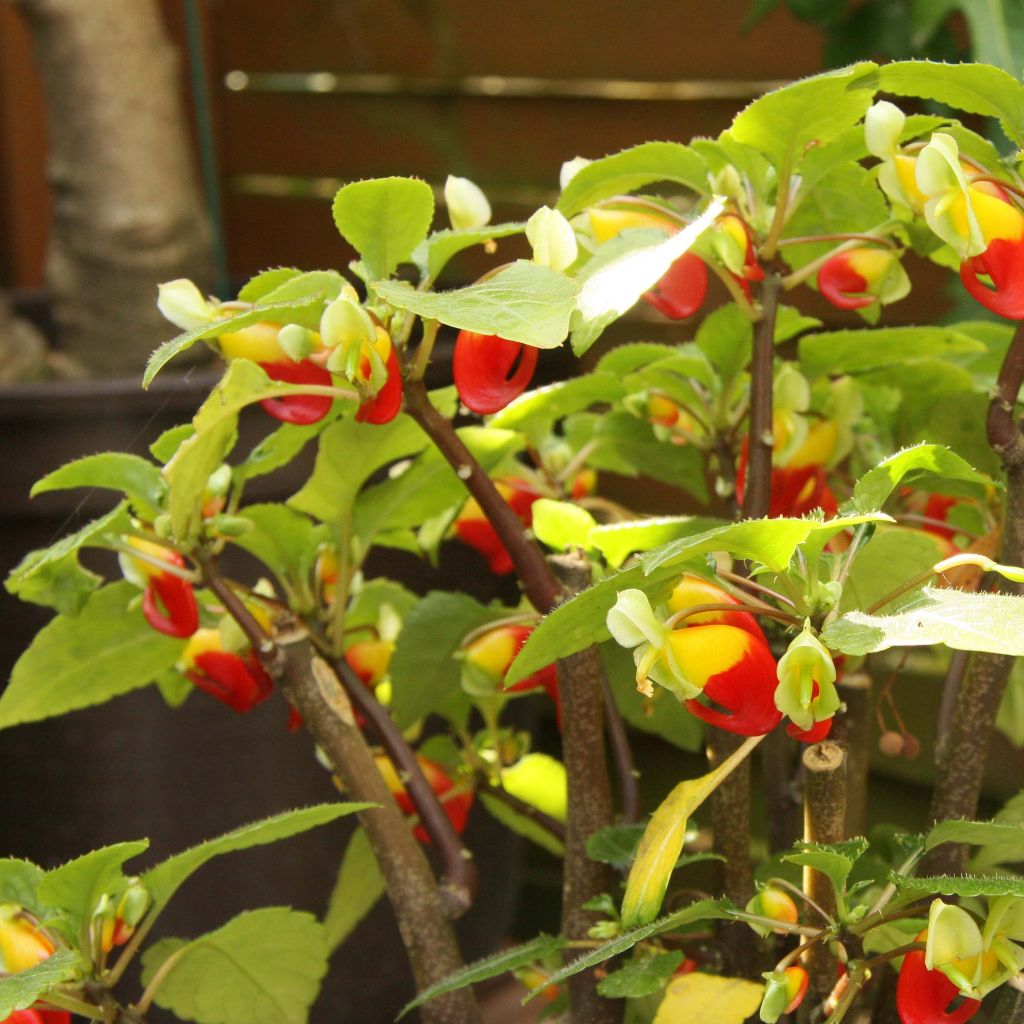 Impatiens niamniamensis rouge et jaune - Impatience de Zanzibar