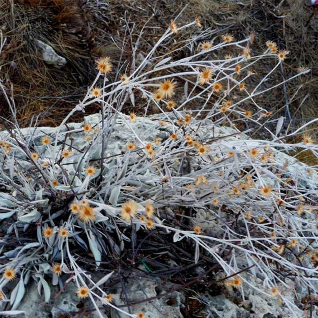 Inula candida ssp.verbascifolia