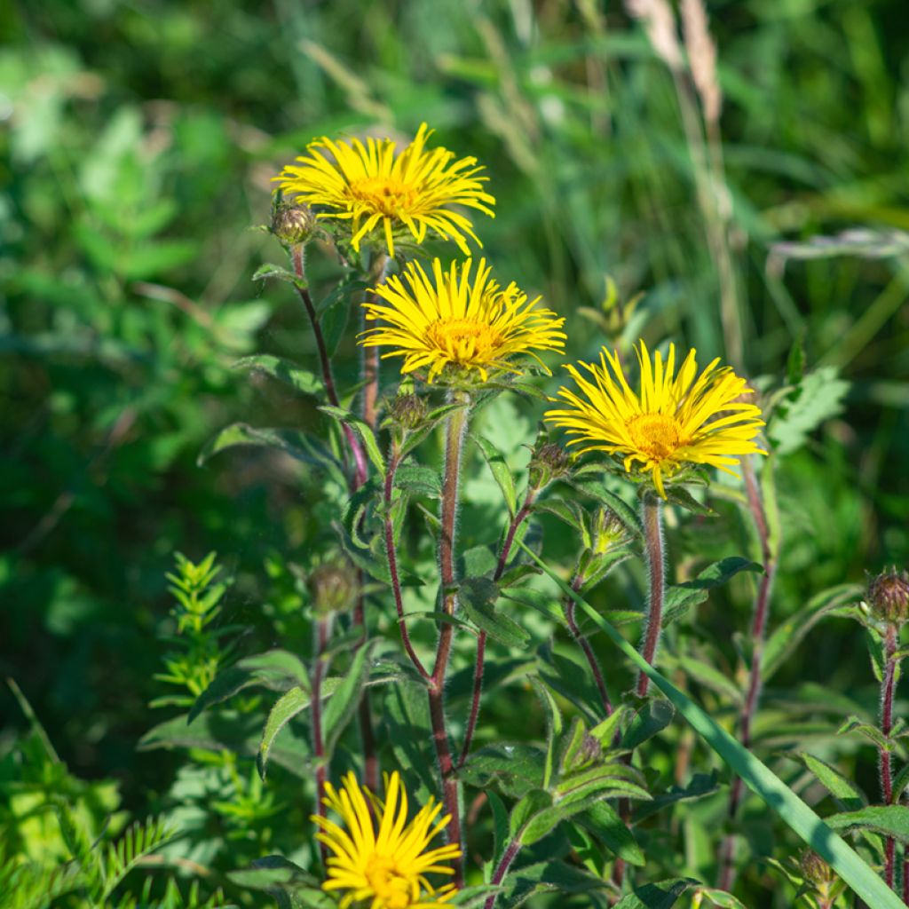 Inula ensifolia 