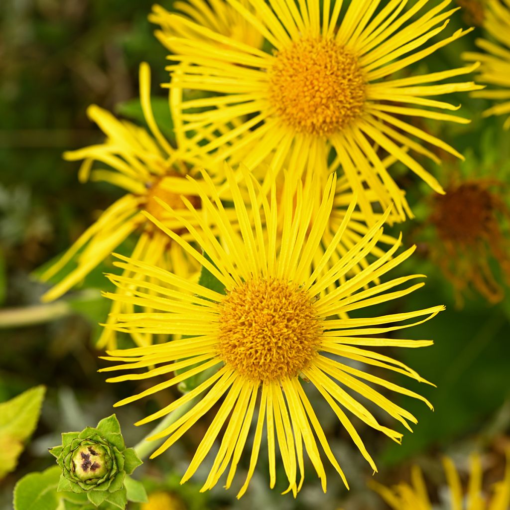 Inula helenium