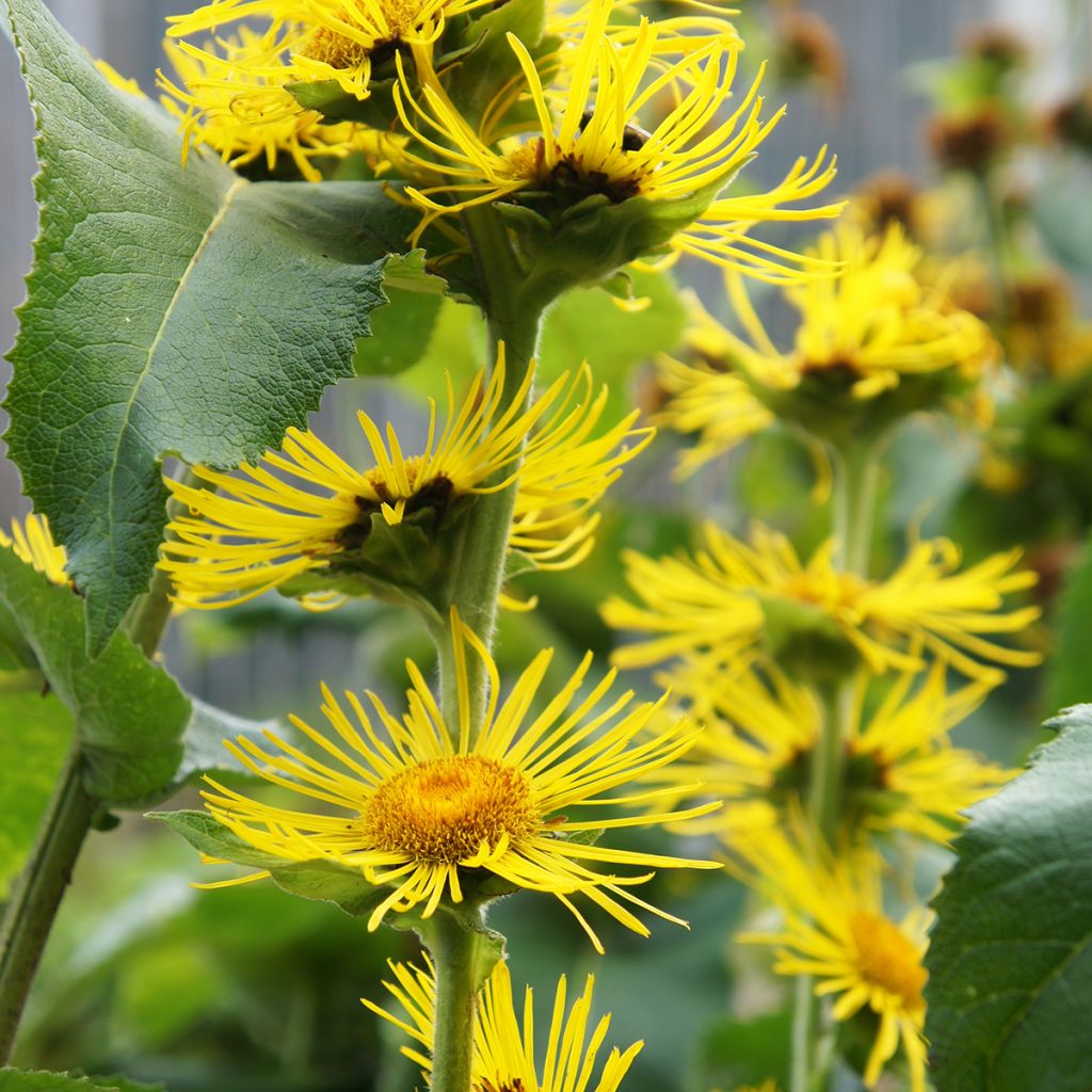 Inula helenium