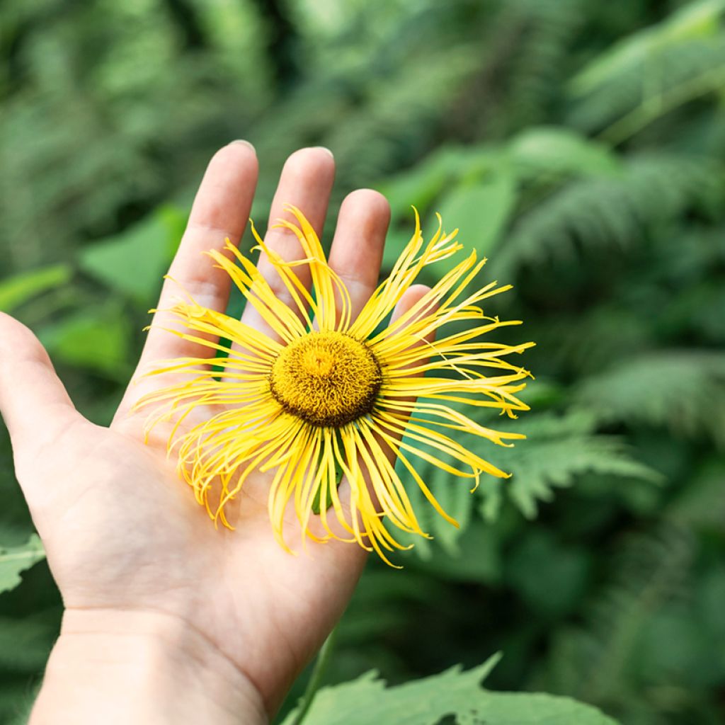 Inula helenium