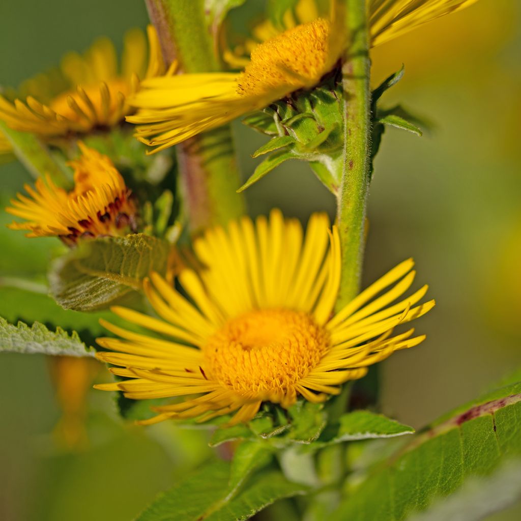 Inula helenium