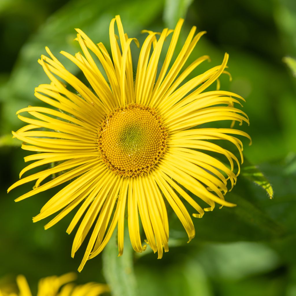 Inula helenium