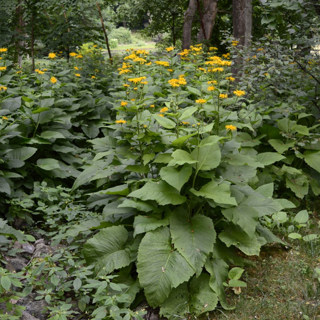 Inula helenium