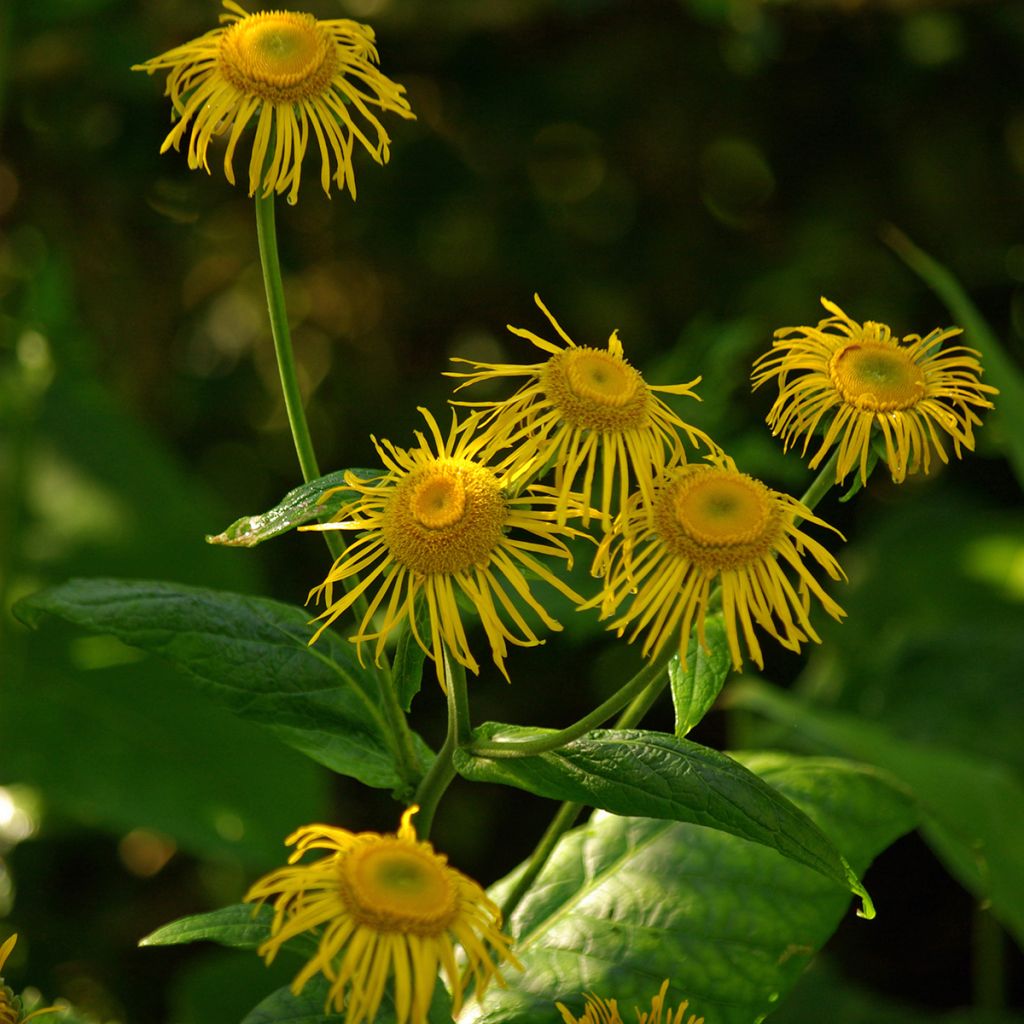 Inula magnifica 