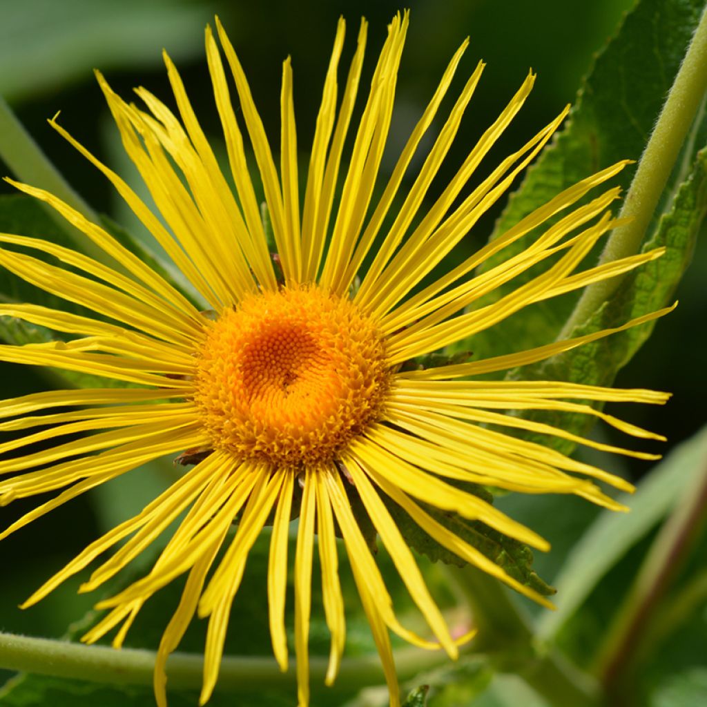 Inula magnifica 