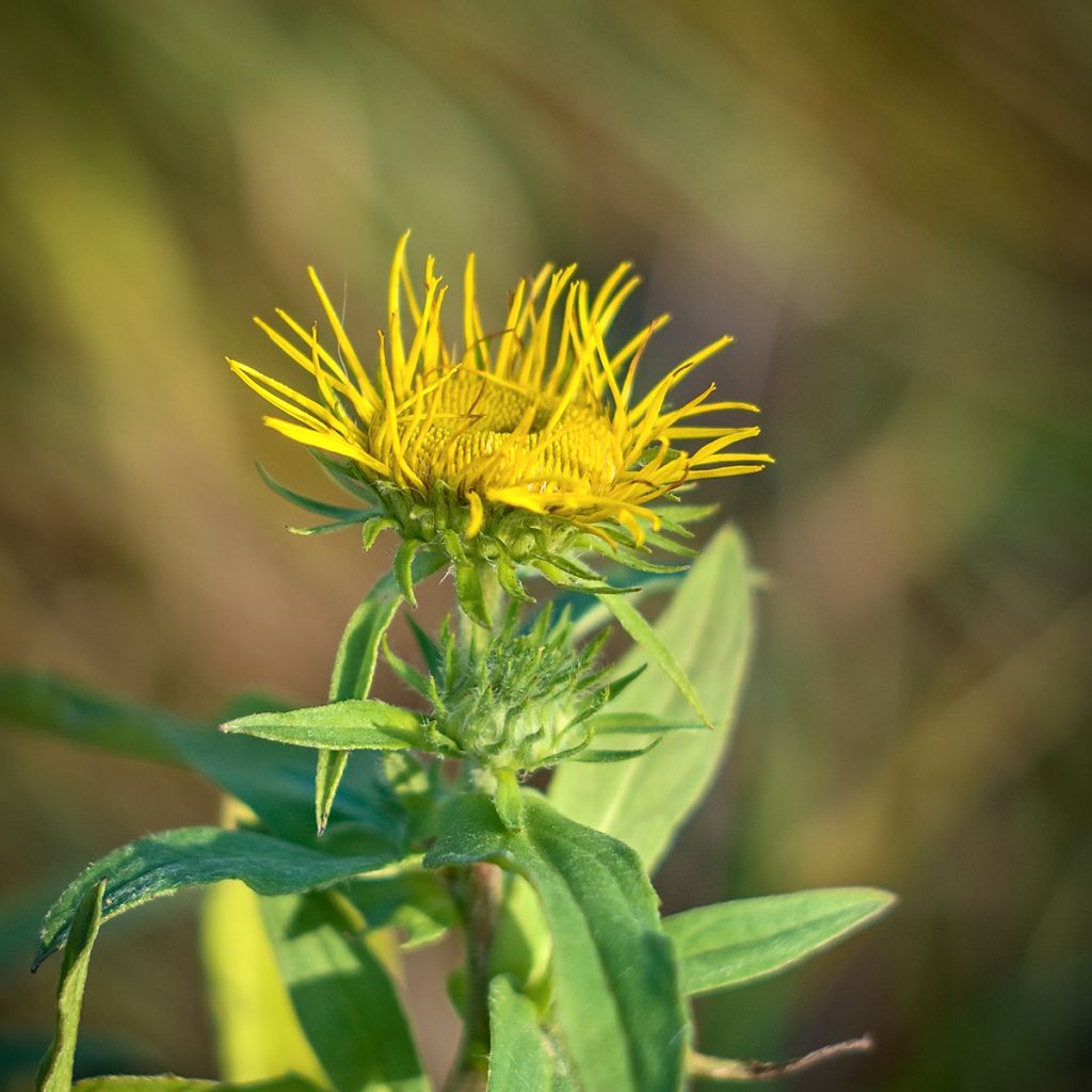 Inula magnifica 