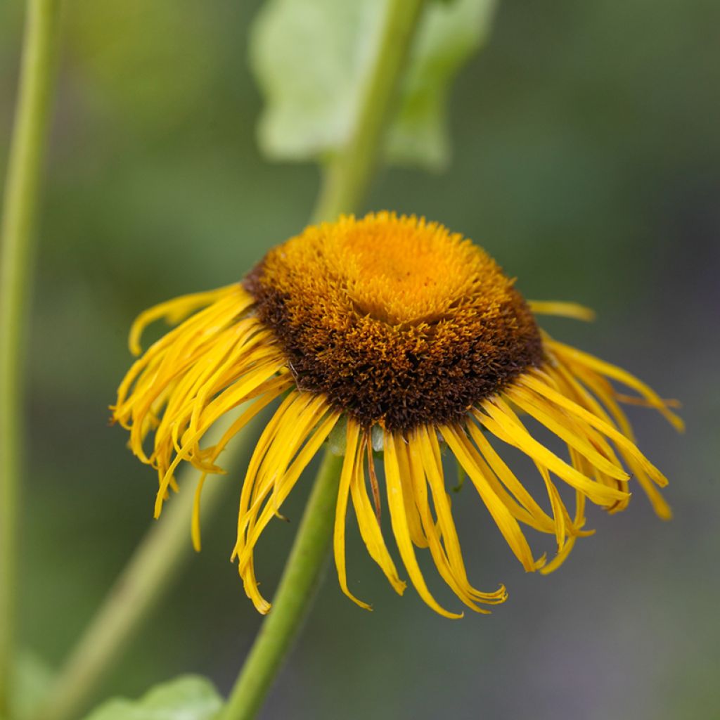 Inula magnifica 